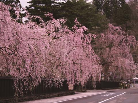 角館　しだれ桜
